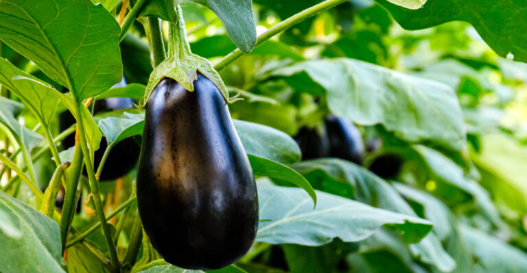Image Credit: © nnattalli / Shutterstock