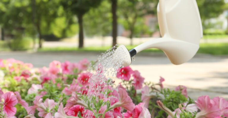 These 8 Watering Habits Keep Missouri Petunias Blooming Longer Than Most Gardeners Expect