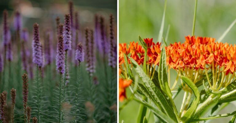 These 9 Alabama Plants Are Built To Thrive In Triple-Digit Heat Without Extra Water