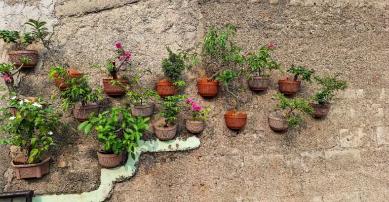 These 9 Container Gardening Mistakes Illinois Homeowners Keep Making Every Summer