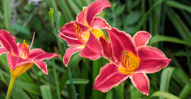 These 9 Flowers Bring Fresh Color To Oregon Gardens In Mid-Summer
