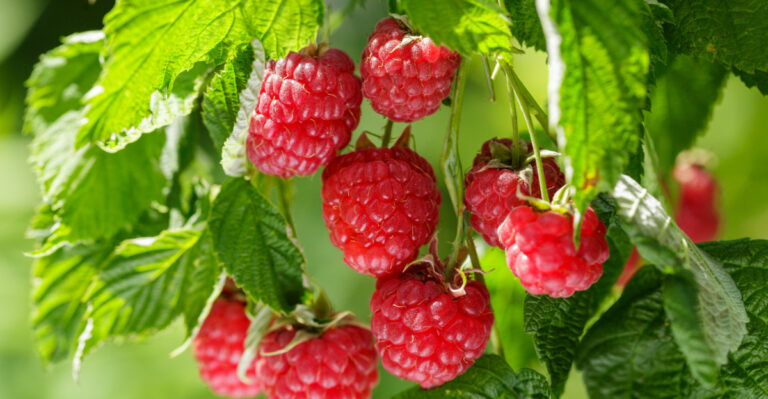 These 9 Foods Are Worth Growing Instead Of Buying In Oregon