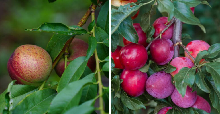 These 9 Fruit Trees Are Built For Tennessee Heat And Humidity