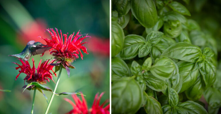 These 9 Mosquito-Repelling Plants Your Kentucky Patio Needs