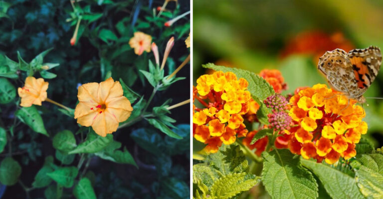 These 9 New Mexico Garden Plants Keep Thriving When Temperatures Stay Above 90