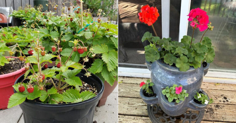 These 9 Oregon Container Plants Need Repotting Before Summer Stress Sets In