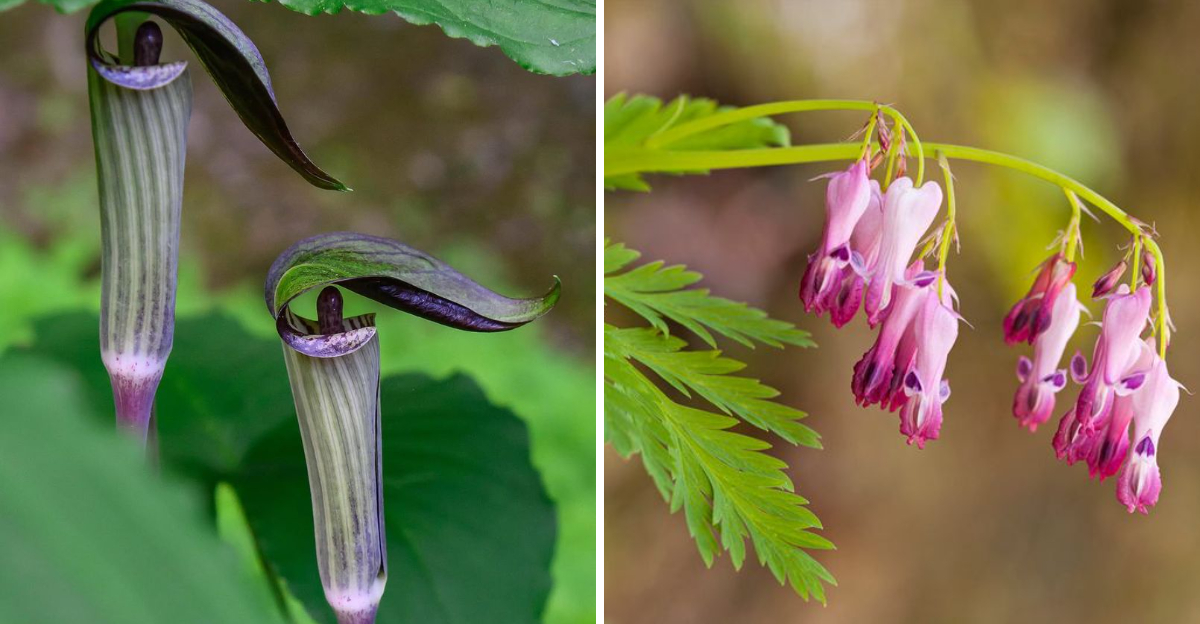 Jack-In-The-Pulpit and Wild Bleeding Heart