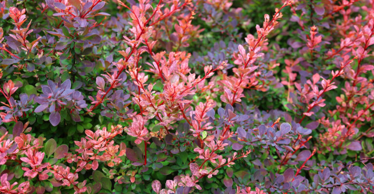 japanese barberry