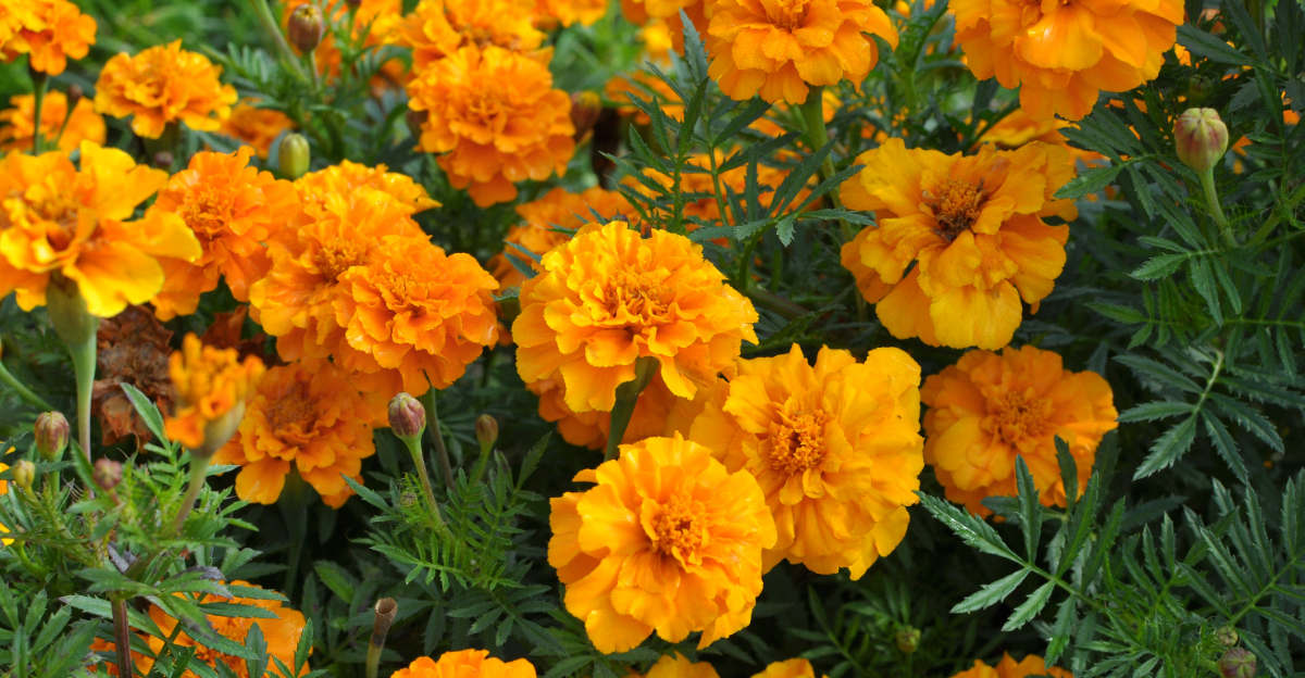 plants (featured image)