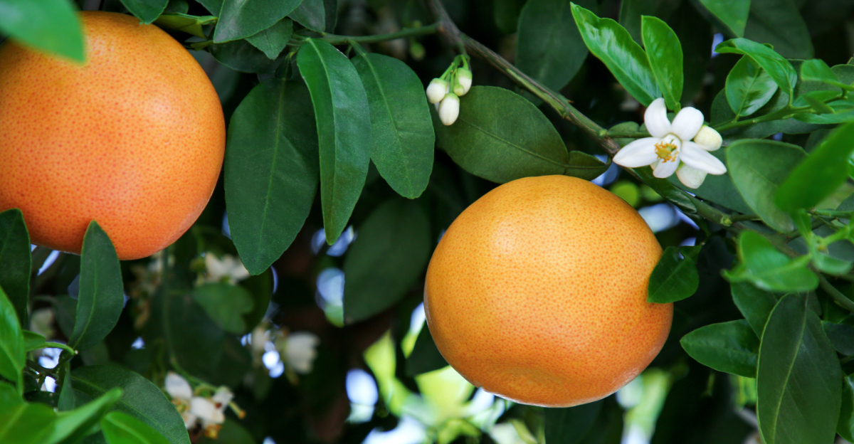 orange tree (featured image)