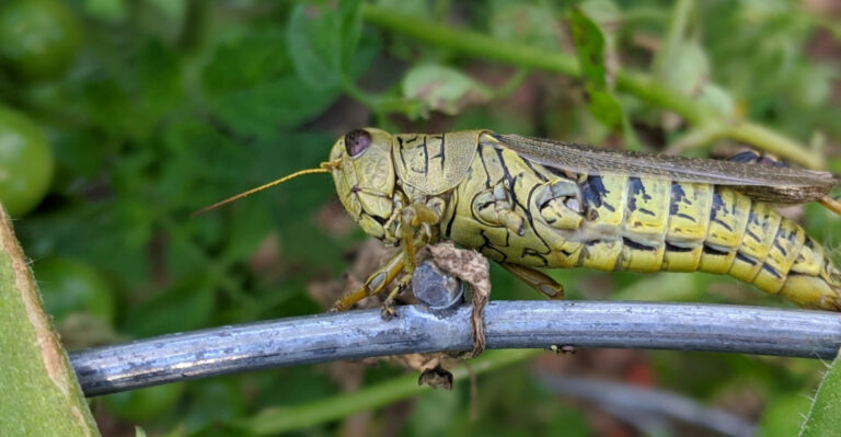 These Are The Arizona Garden Pests That Explode During Monsoon Season And How To Stay Ahead