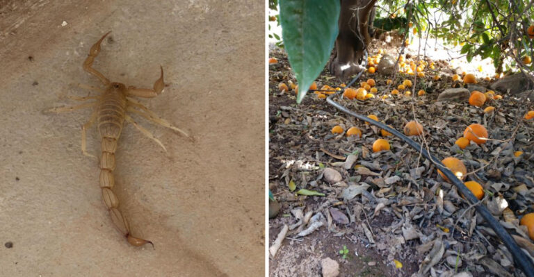 These Are The Arizona Garden Tasks That Stop Scorpion Problems Before They Start Each Season