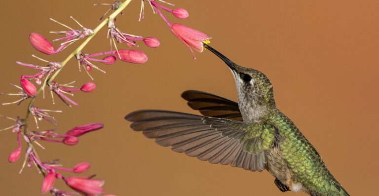 Hummingbird (featured image)