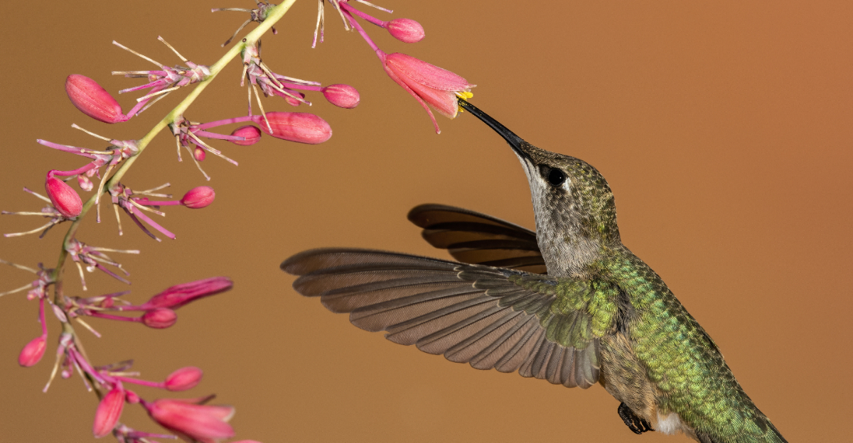 Hummingbird (featured image)