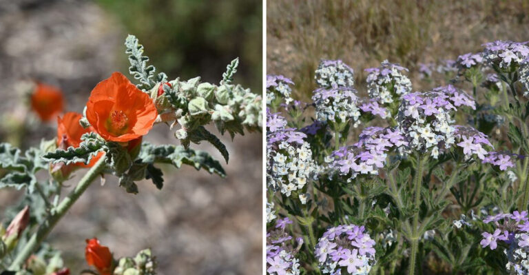 These Are The Arizona Plants That Actually Thrive When Monsoon Rain Arrives After Months Of Heat