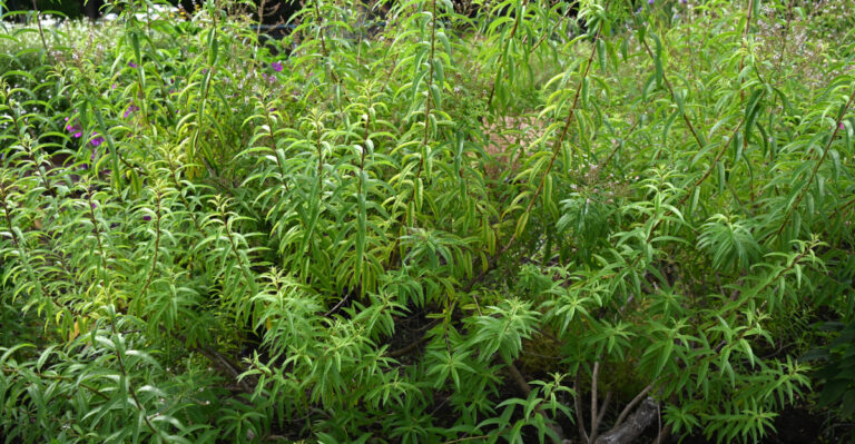 plant (featured image)