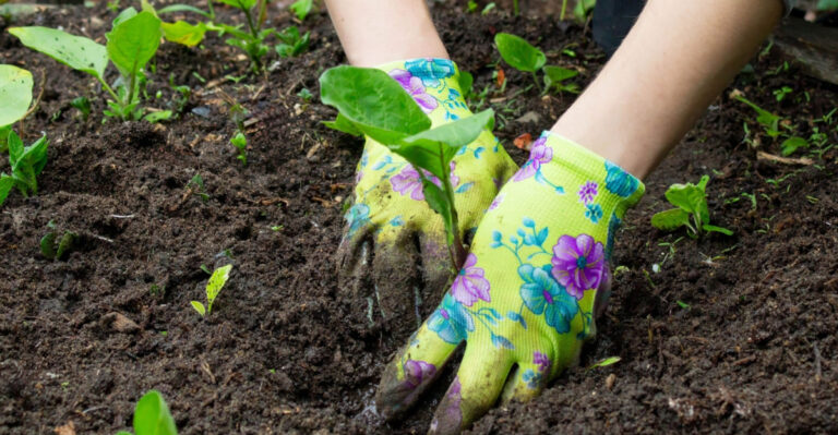 These Are The Arizona Vegetables To Start Indoors Right Now For A Monsoon Season Planting