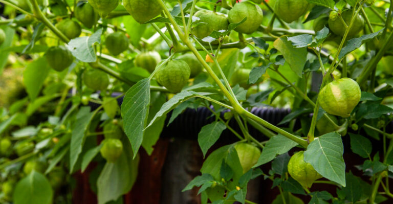 These Are The Arizona Vegetables Worth Growing In The Monsoon Window Before Heat Returns