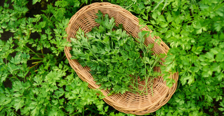 parsely in a basket