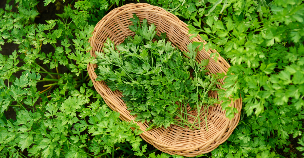 parsely in a basket