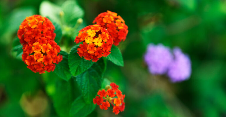 Red lantana