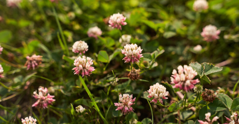 These Are The Best Native Groundcovers To Plant In Oregon Gardens
