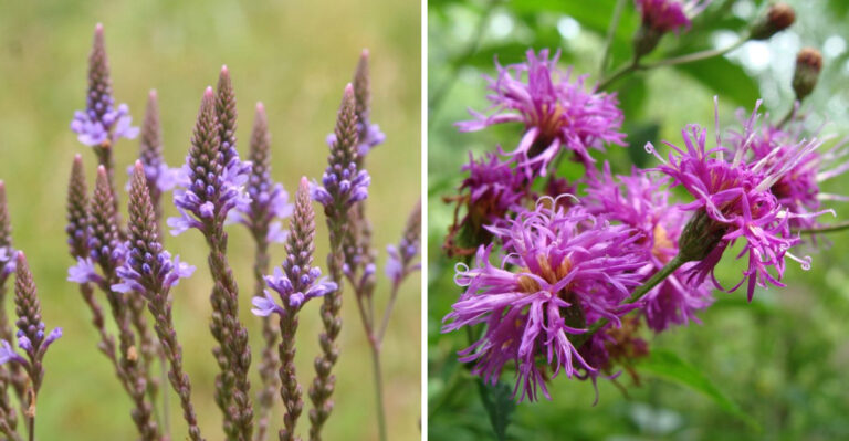blue vervain and ironweed