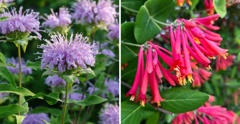wild bergamot and coral honeysuckle