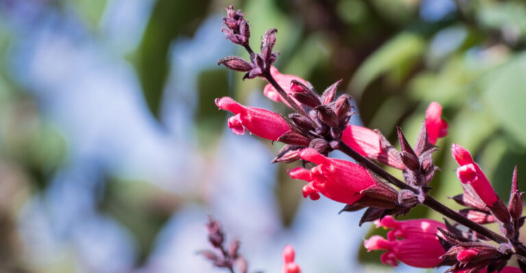These Are The California Plants That Keep Soil Cool During Summer Heat Waves