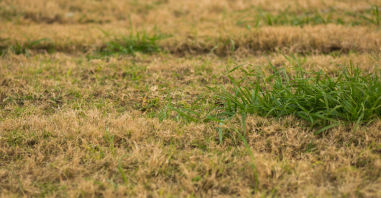 These Are The Connecticut Lawn Signs That Show Drought Stress Has Quietly Set In