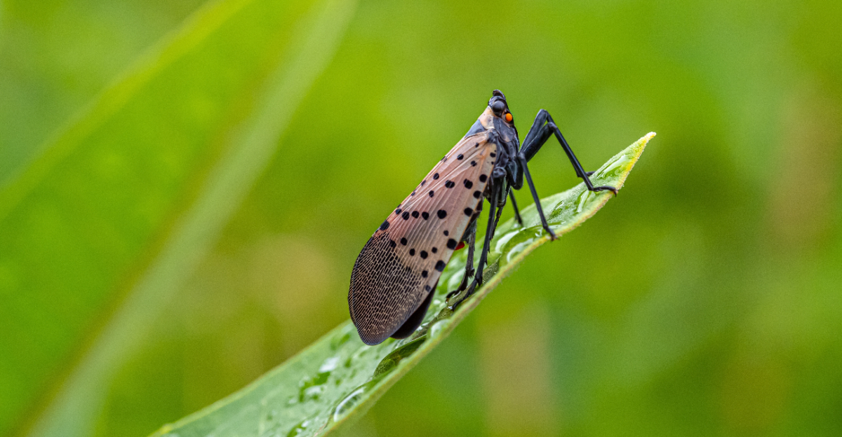 Image Credit: © John A. Anderson / Shutterstock