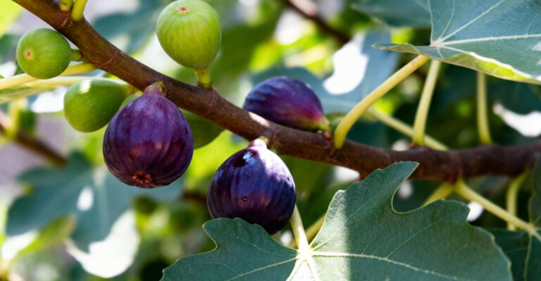 These Are The Fig Varieties That Actually Work In Western Oregon Gardens