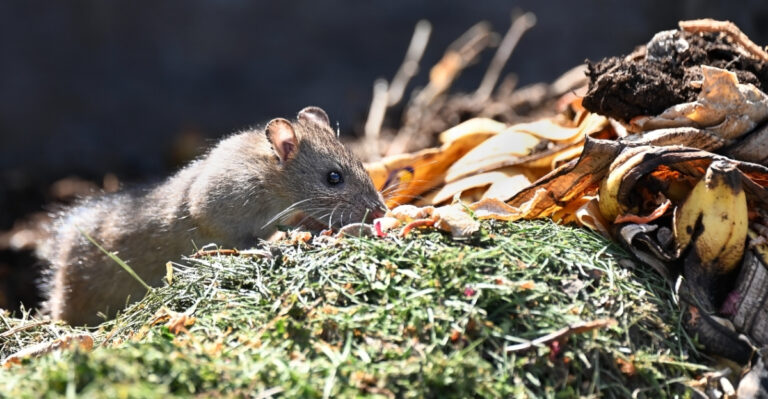 rat in compost