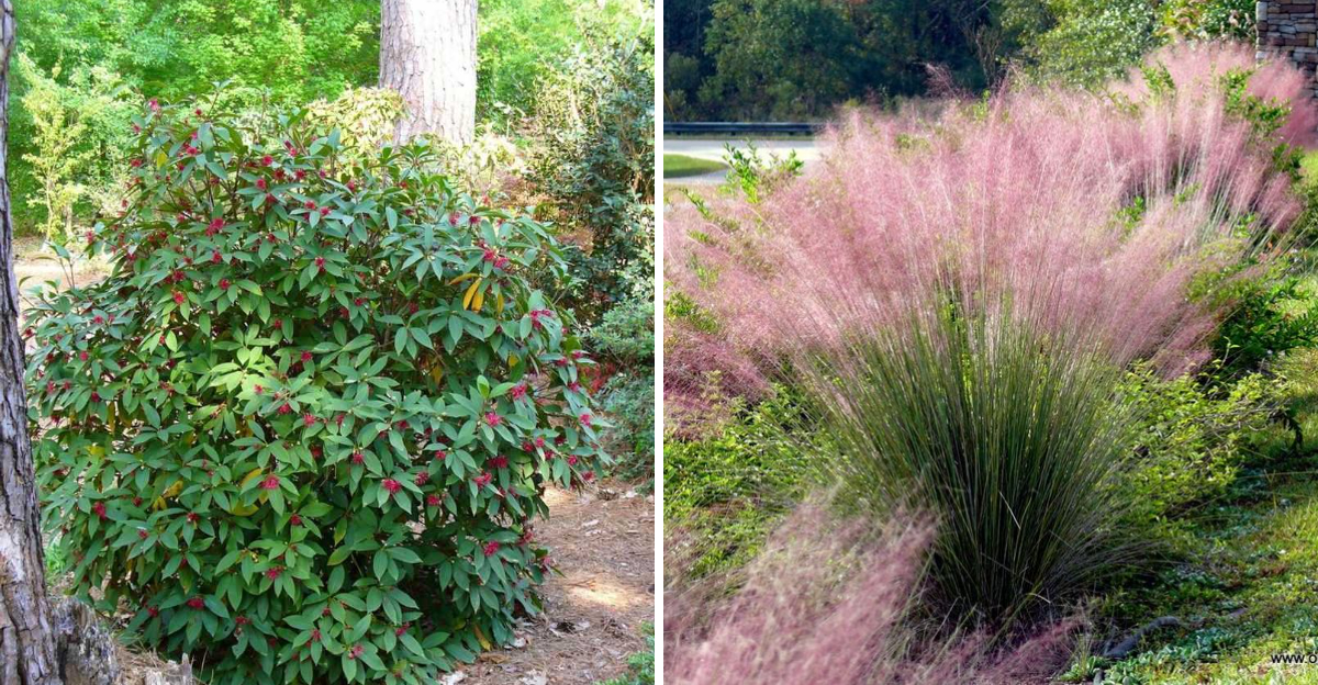 florida anise and pink muhly
