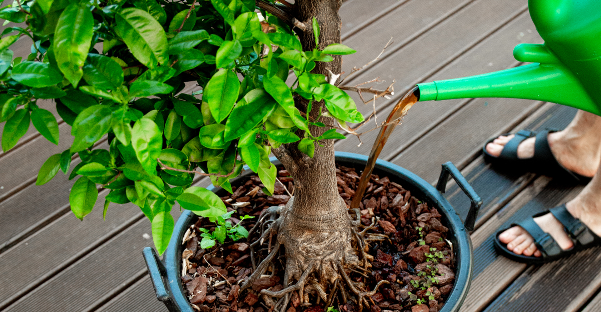 fertilize citrus tree in a pot