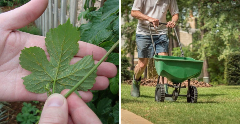 These Are The Florida Garden Tasks Worth Doing In June That Most Homeowners Skip Until It’s Too Late