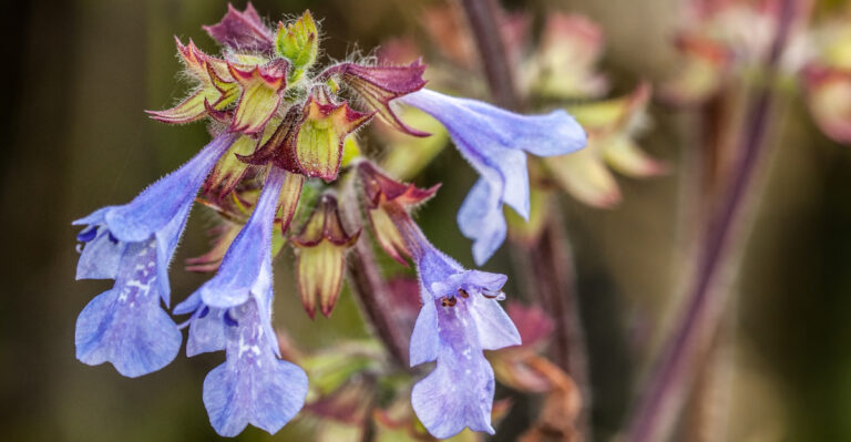 Lyreleaf sage