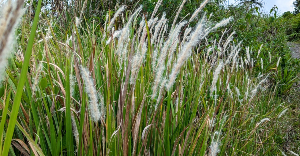 cogongrass