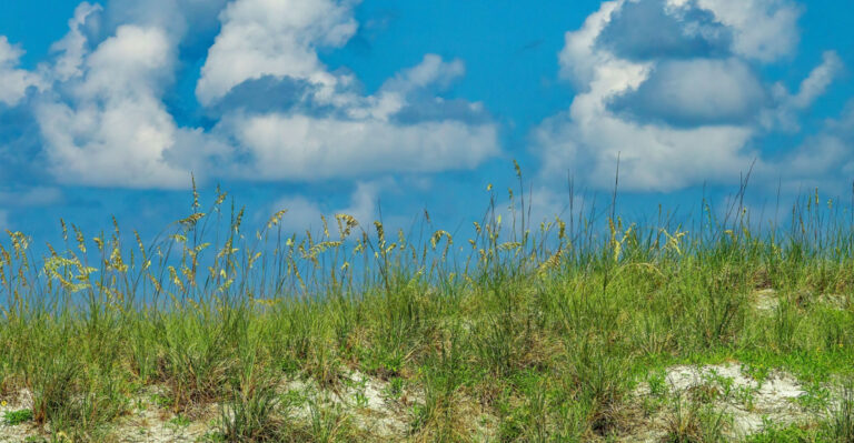 These Are The Florida Native Grasses That Replace St. Augustine Lawn And Actually Improve With Less Water