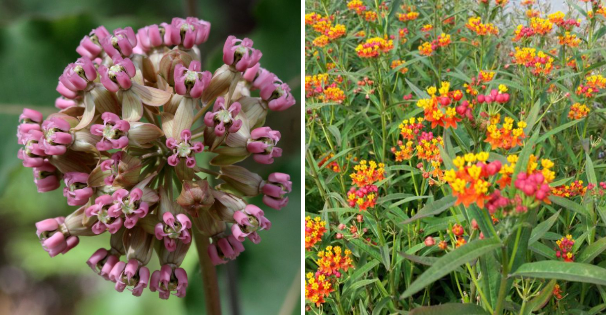 Clasping Milkweed and tropical milkweed