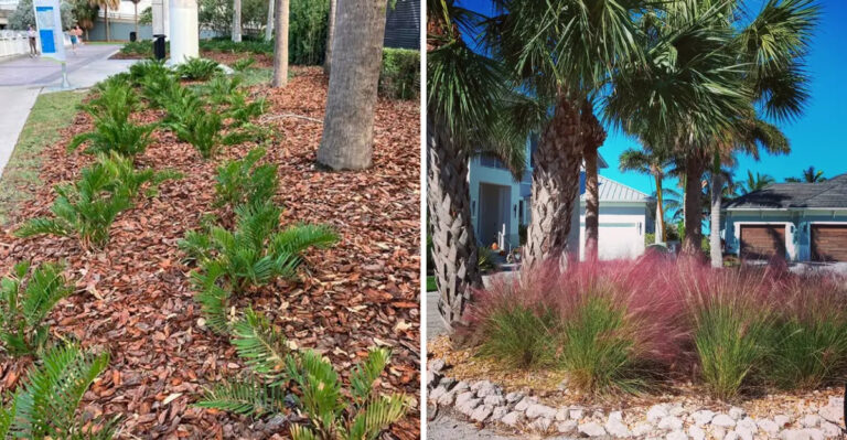 These Are The Florida Native Plants Replacing Limerock And River Rock In Modern Yards