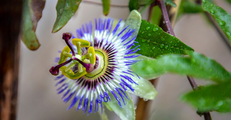 These Are The Florida Native Plants That Bloom In The Rainy Season When Nothing Else Is Trying