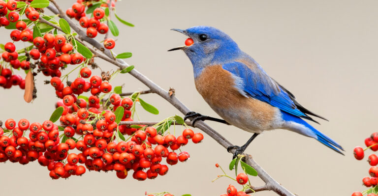 bluebird