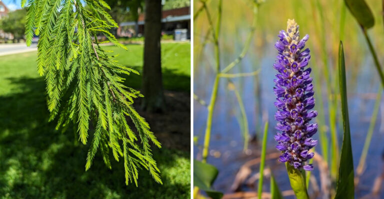 These Are The Florida Native Plants That Reduce Flood Damage In Yards After Heavy Tropical Rain