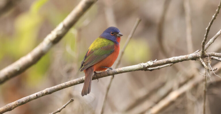 painted bunting