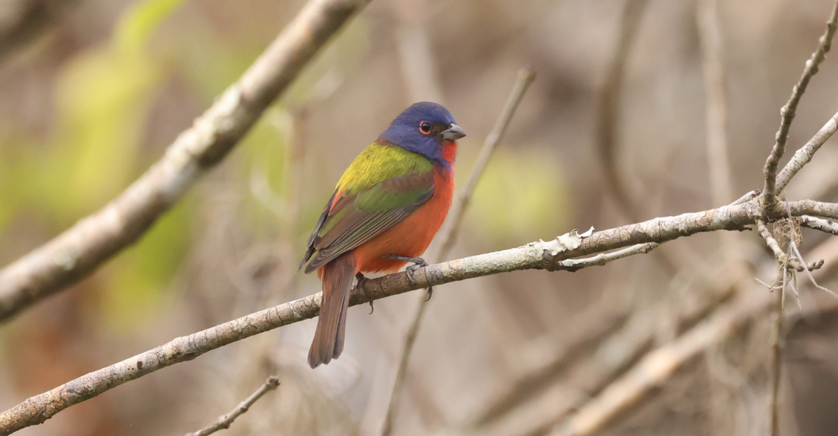 painted bunting