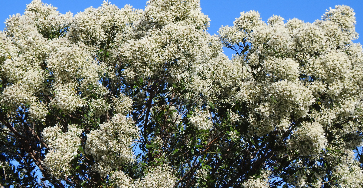 Baccharis halimifolia
