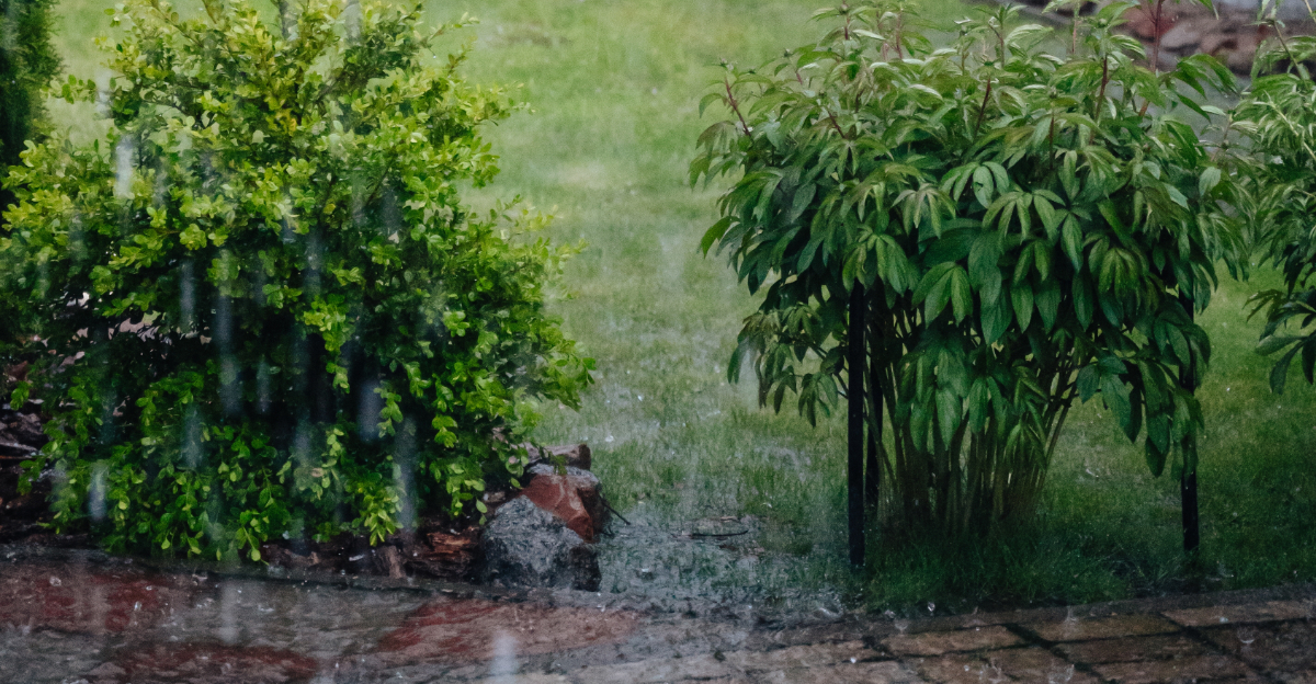rain in garden