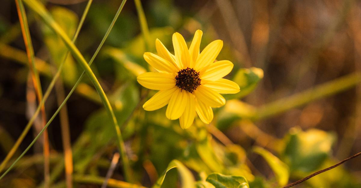 dune sunflower