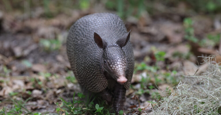 armadillo